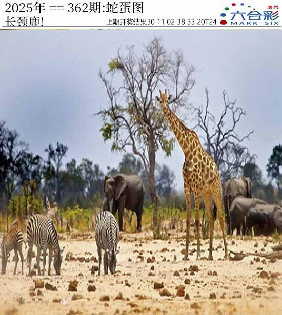 362期正版蛇蛋图[图]